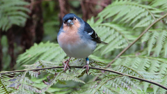 Fringilla coelebs palmae