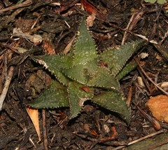 Haworthia