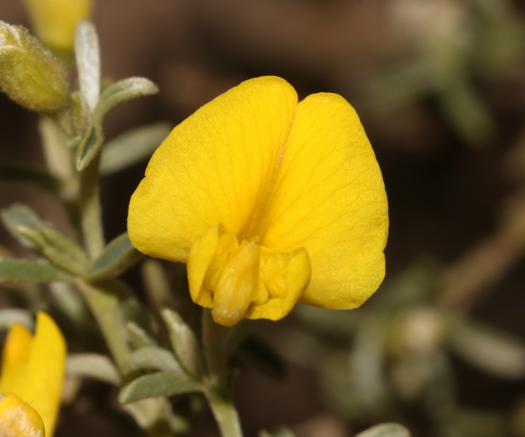 Bonnievale Renosterpea (Polhillia groenewaldii)