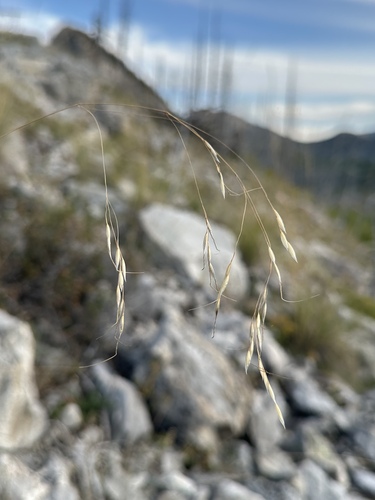 Richardson's needlegrass (Eriocoma richardsonii)