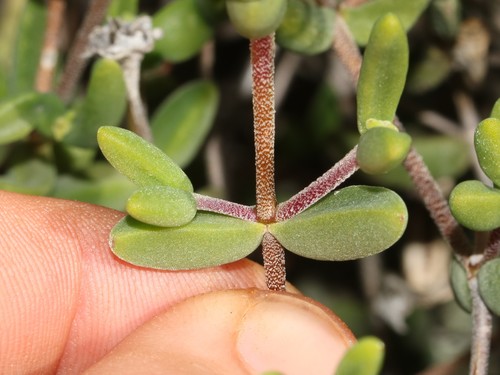 Image of Drosanthemum speciosum by (c) Brian du Preez, some rights reserved (CC BY-SA)