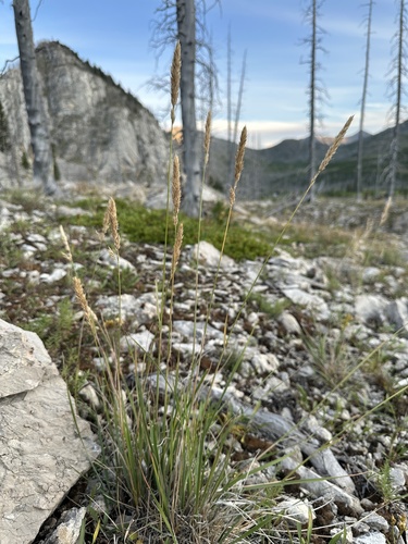 Purple Reedgrass (Calamagrostis purpurascens)