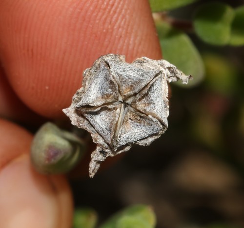 Image of Drosanthemum speciosum by (c) Brian du Preez, some rights reserved (CC BY-SA)