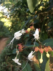 Rubiaceae