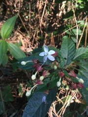 Rubiaceae