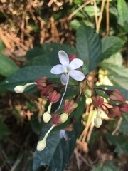 Rubiaceae