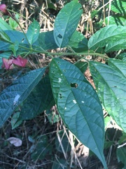 Rubiaceae