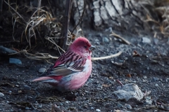 Carpodacus roseus