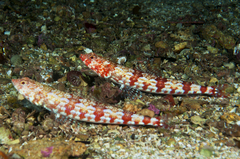 Doak's Lizardfish photo 4