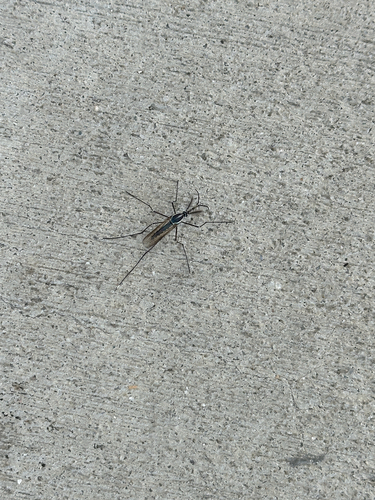 Unknown species found near McIver St, Greensboro, NC, US