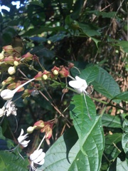 Rubiaceae