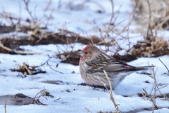 Carpodacus roseus
