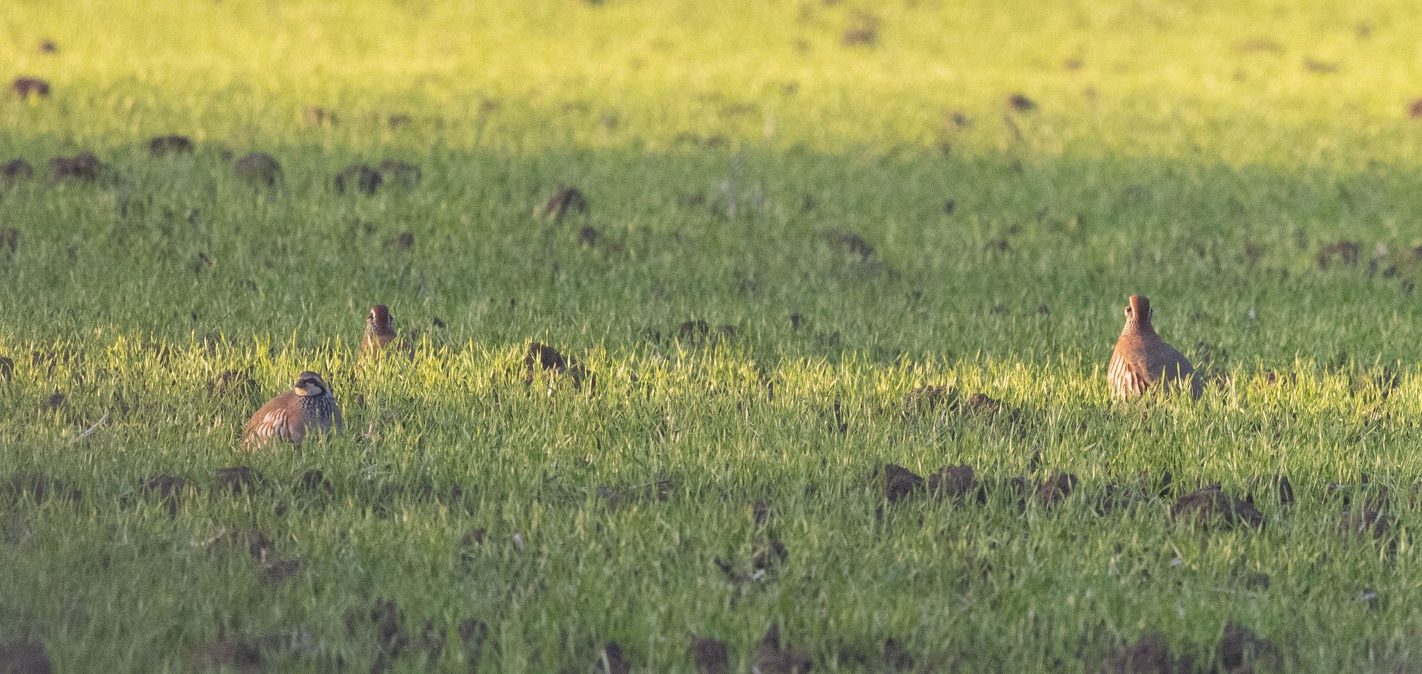 Red-legged Partridge