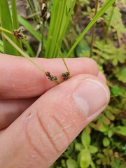 Isolepis reticularis