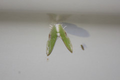 Protuliocnemis partita