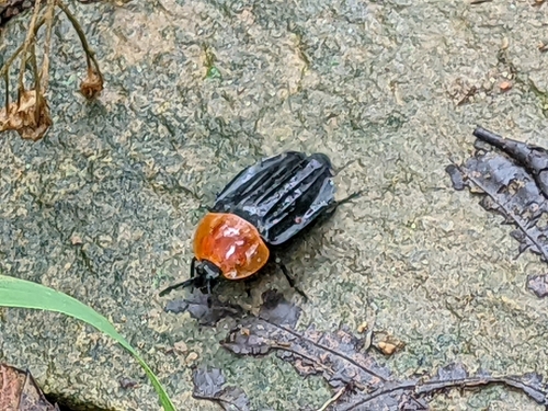Necrophila brunnicollis