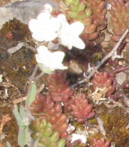 Venus's Navelwort (Iberodes linifolia)