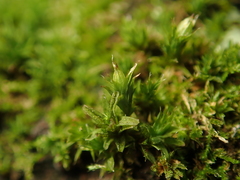 Orthotrichum diaphanum