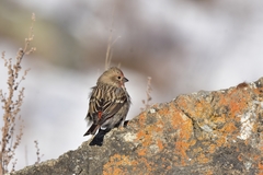 Carpodacus roseus