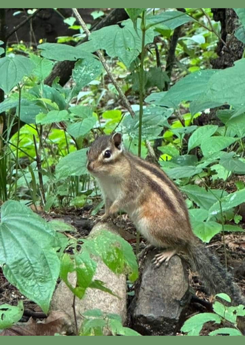 Wasatch Chipmunk observed by treyhatter9