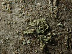 Phaeophyscia nigricans