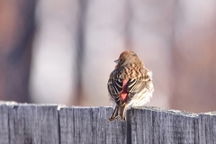 Carpodacus roseus