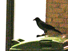 Corvus cornix