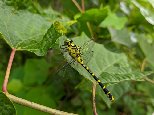 Burmagomphus collaris