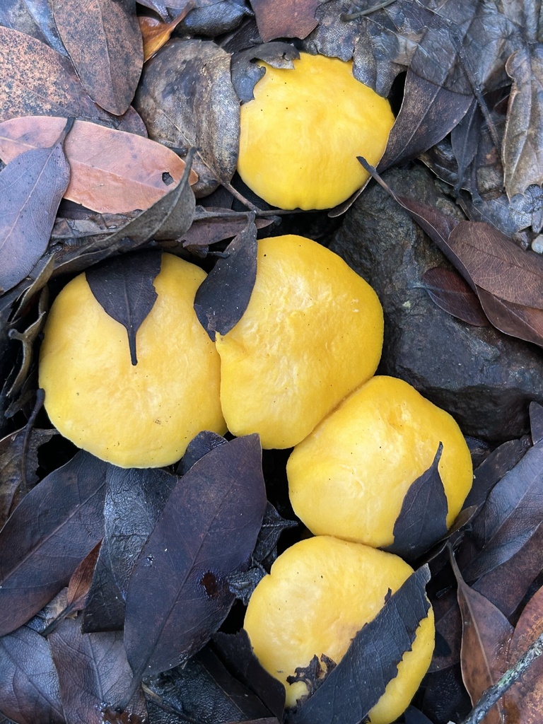 Cantharellus californicus · November 2025 · photo: © aheyman1 (iNaturalist, cc-by-nc)