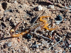 Uroplectes tumidimanus