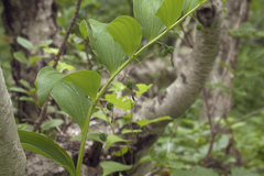 Polygonatum odoratum maximowiczii