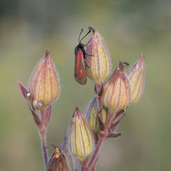 Zygaena minos