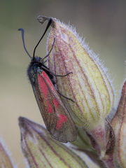 Zygaena minos