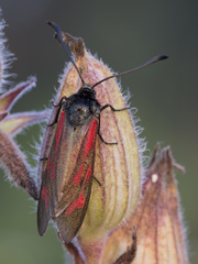 Zygaena minos