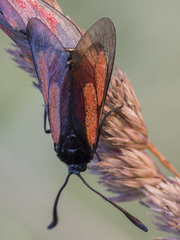 Zygaena minos