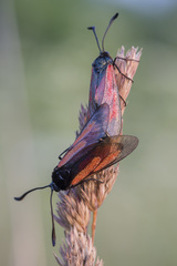 Zygaena minos
