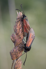 Zygaena minos
