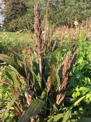Sorghum bicolor bicolor