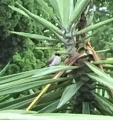 Pycnonotus aurigaster