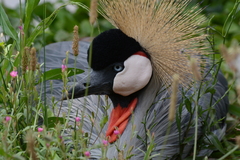 Balearica regulorum regulorum