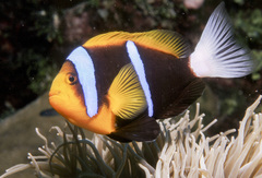 Amphiprion chrysopterus