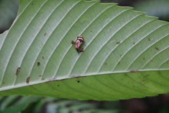 Sternuchopsis clausus