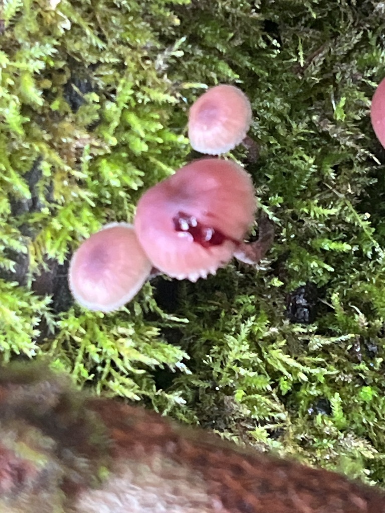 Mycena haematopus · November 2025 · photo: © joqatana (iNaturalist, cc-by)