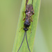 Microgaster - Photo (c) Vladimir Bryukhov, some rights reserved (CC BY-NC), uploaded by Vladimir Bryukhov