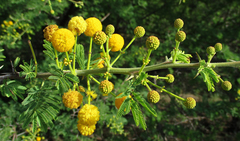 Vachellia nilotica subsp. kraussiana image