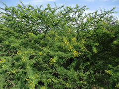 Vachellia nilotica subsp. kraussiana image