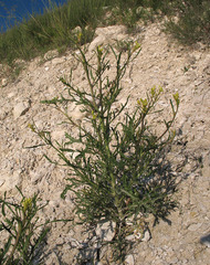 Brassica elongata