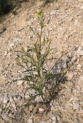 Brassica elongata