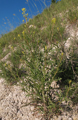 Brassica elongata
