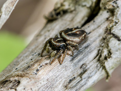 Attulus monstrabilis